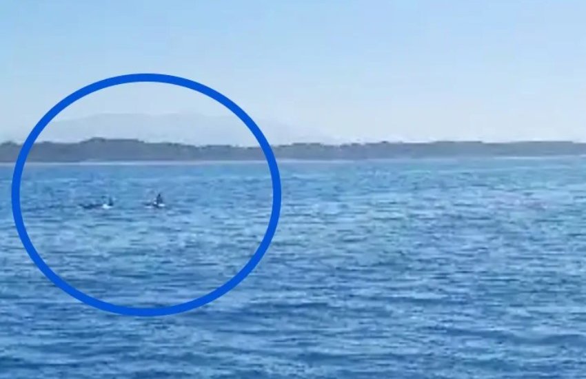 Delfini vicino alle coste pontine: lo spettacolo ripreso da alcuni diportisti
