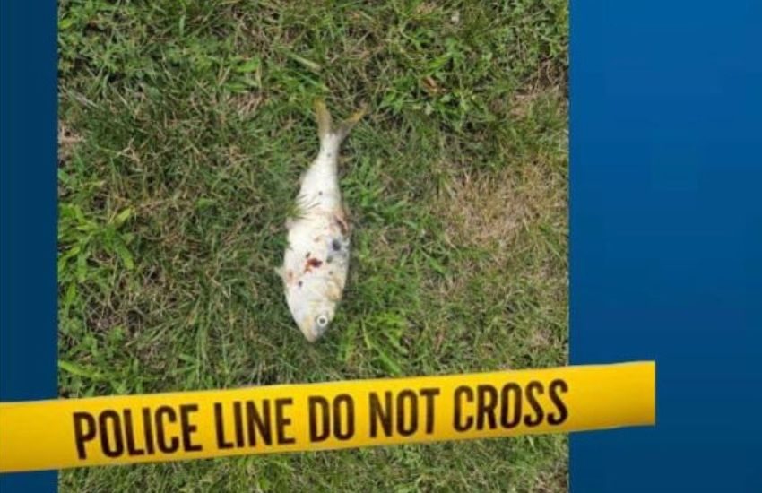 Pesce cade dal cielo e provoca un blackout: la ricostruzione dell’incidente è surreale