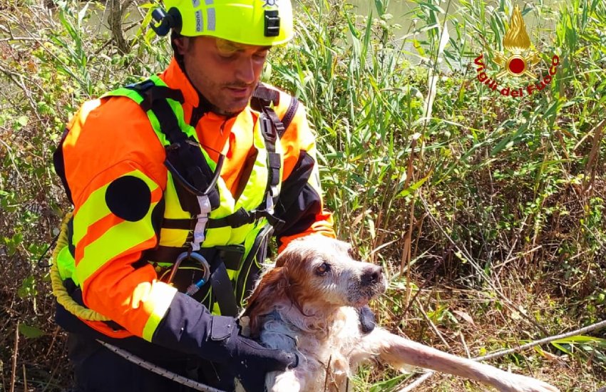 Cane cade in un canale, salvato dai vigili del Fuoco in provincia di Latina