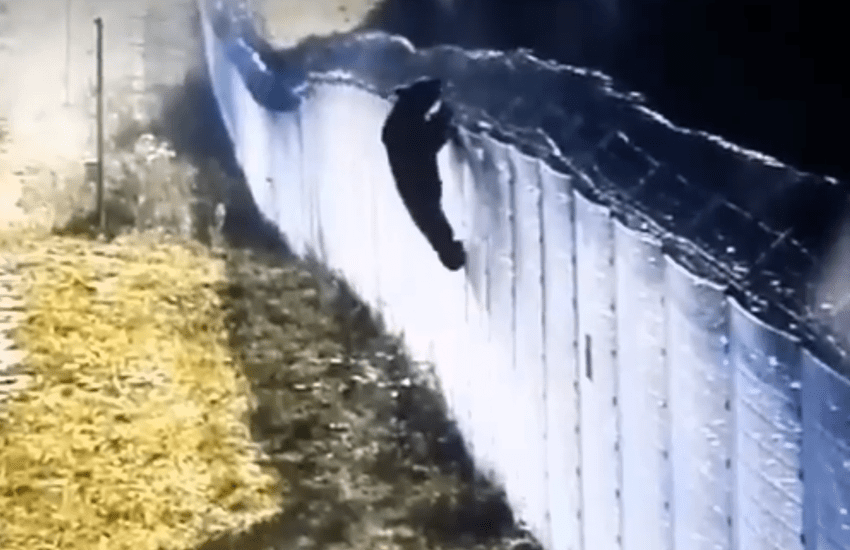 L’orso assale il confine della Lituania: il video virale che esalta il Gruppo Wagner