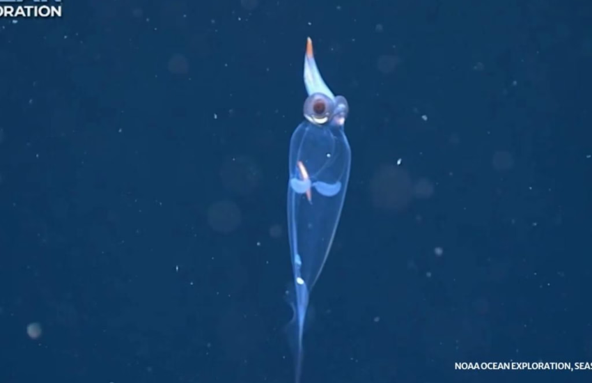 L’animale più trasparente al mondo: la magia delle riprese di un calamaro di vetro (VIDEO)