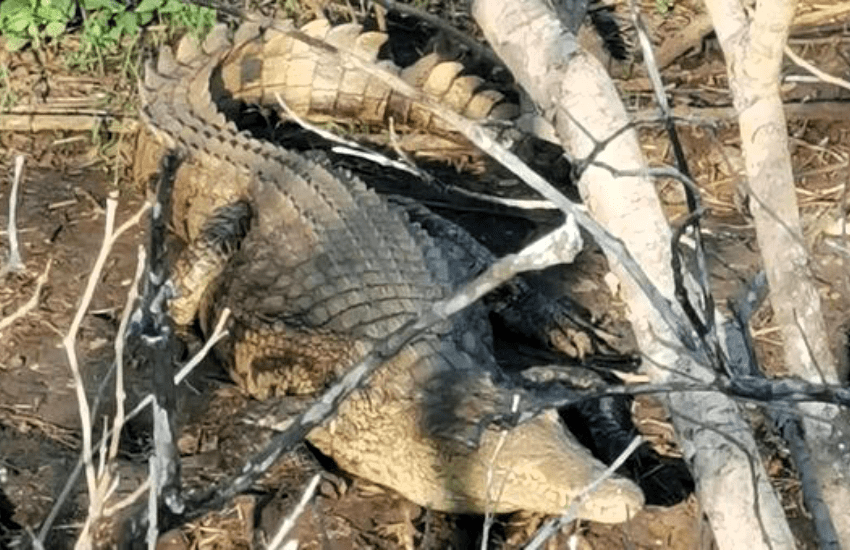 Coccodrillo azzanna un uomo e lo trascina per strada: orrore fra i passanti