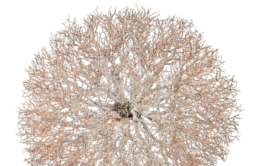 ‘La bellezza mostruosa degli alberi’:  all’Orto botanico mostra fotografica di Andrea Savini