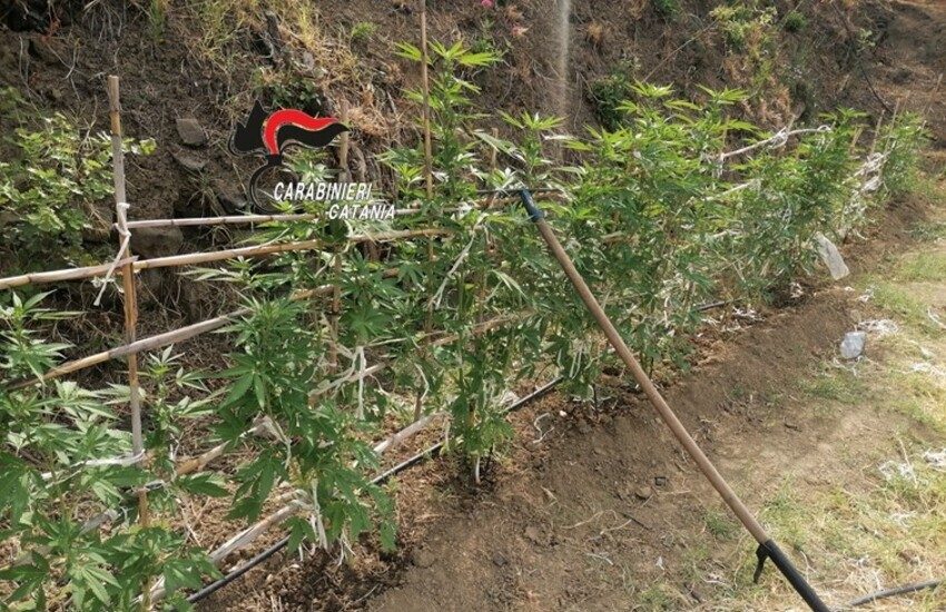 Calatabiano, scoperta piantagione di marijuana: arrestato ‘coltivatore’
