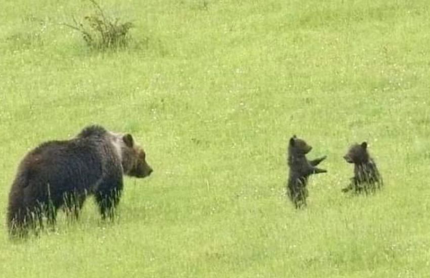 Abruzzo, uccisa a fucilate l’orsa Amarena: “Fatto gravissimo”. Individuato il responsabile [VIDEO]