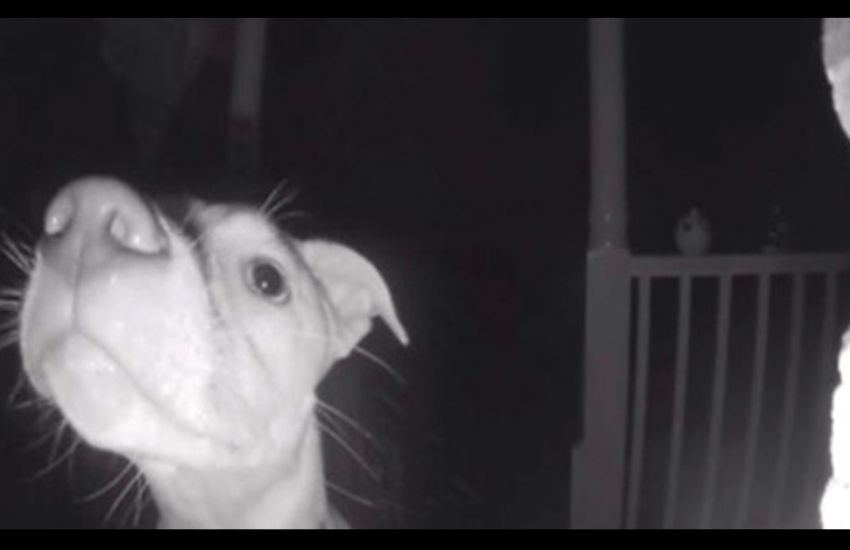 Un cane rimane accidentalmente chiuso fuori alle 2 di notte e suona il campanello con il naso