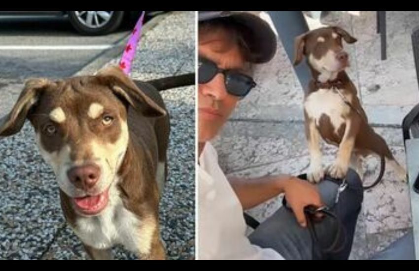 Gabriel Garko salva un cagnolino abbandonato in autostrada
