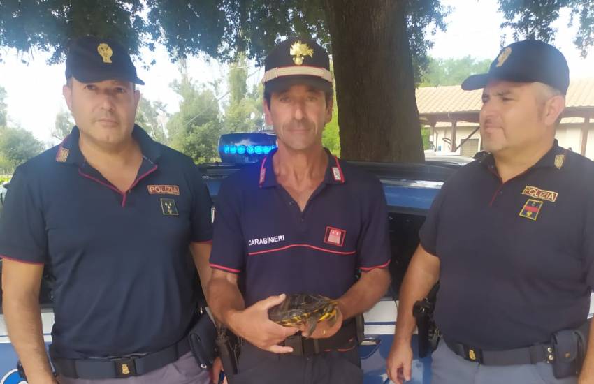 Tartaruga ferita lungo la Pontina: salvata da una pattuglia della stradale