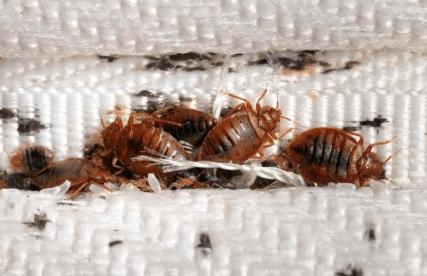 Cimici del letto: allarme anche in Italia