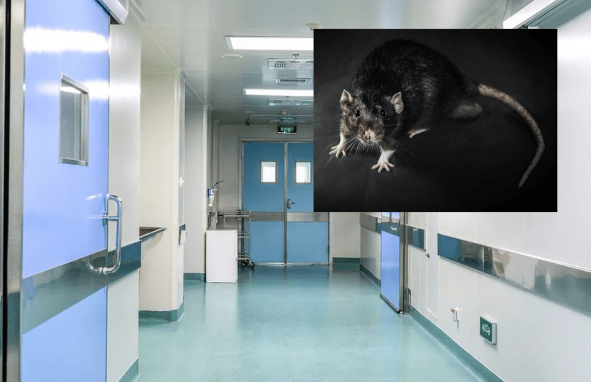 Campobasso, topo aggredisce donna in ascensore: ferita al viso e a un occhio