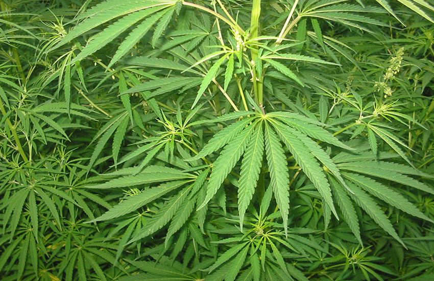 Sardegna: avrebbe fruttato 10 milioni di euro la piantagione di marijuana sequestrata dai carabinieri