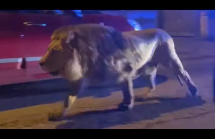 Ladispoli, come è stato catturato il leone – Video