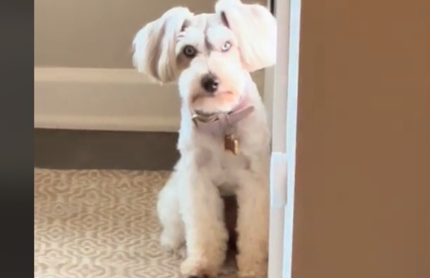 Chi è Moxie, il cane dai “malvagi occhi umani” che sta “terrorizzando” i social [VIDEO]