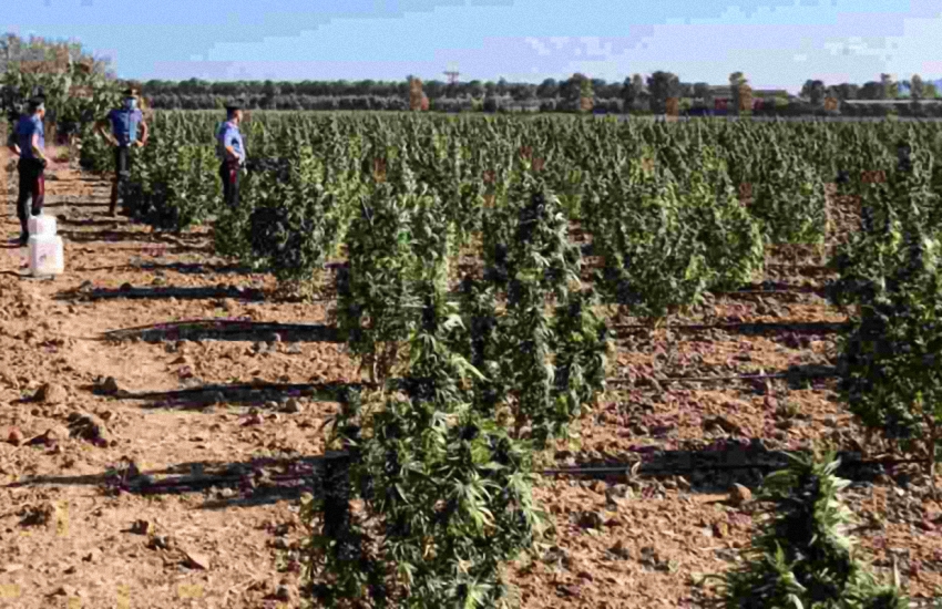 Sardegna: “affittano” due agricoltori e gli affidano più di 3200 piante di marijuana, arrestati