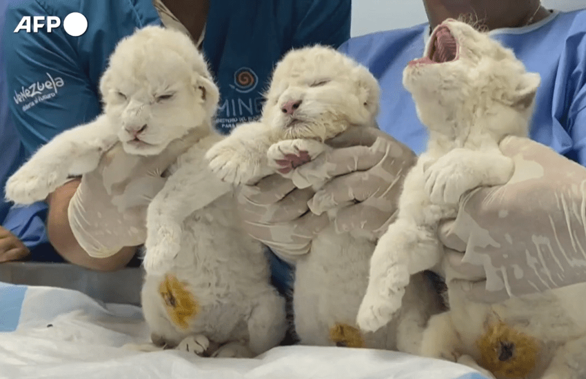 In Venezuela l’evento della nascita di tre cuccioli di leone bianco: “Ce ne sono solo 100 al mondo” (VIDEO)