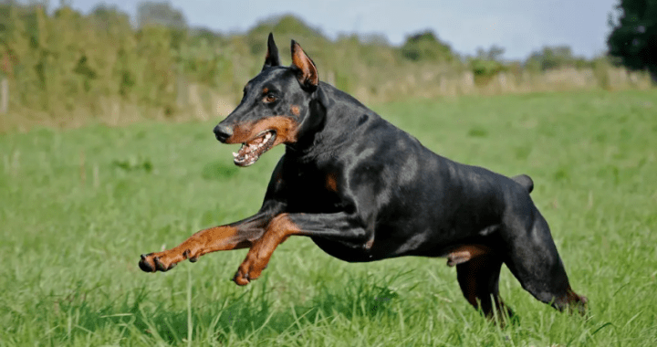 dobermann
