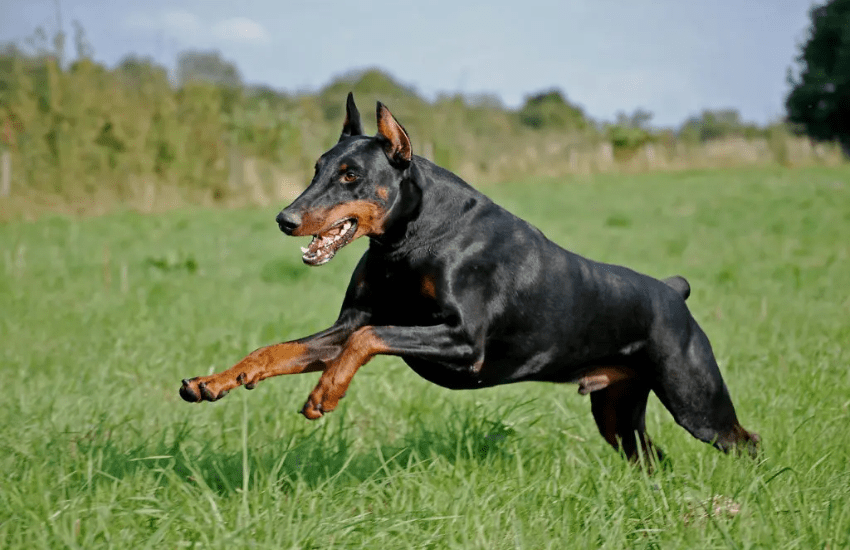 Dobermann di famiglia aggredisce bambino di 3 anni