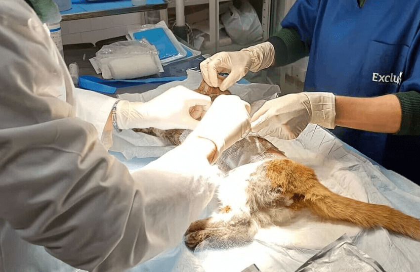 Angri: è morto Leone, il gatto torturato e abbandonato in strada