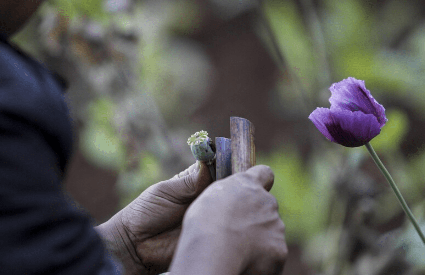 Droga: il principale produttore mondiale di oppio non è più l’Afghanistan