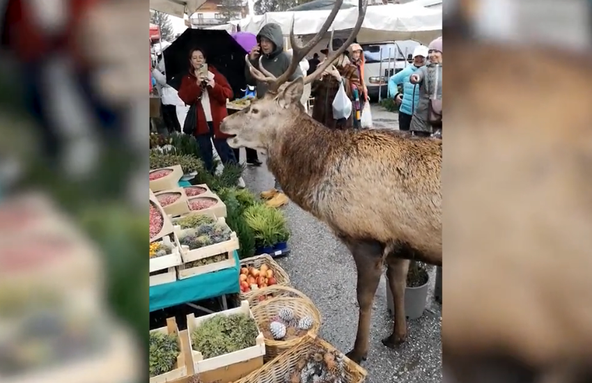 Cortina d’Ampezzo: un cervo affamato raggiunge il mercato e si ciba (VIDEO)