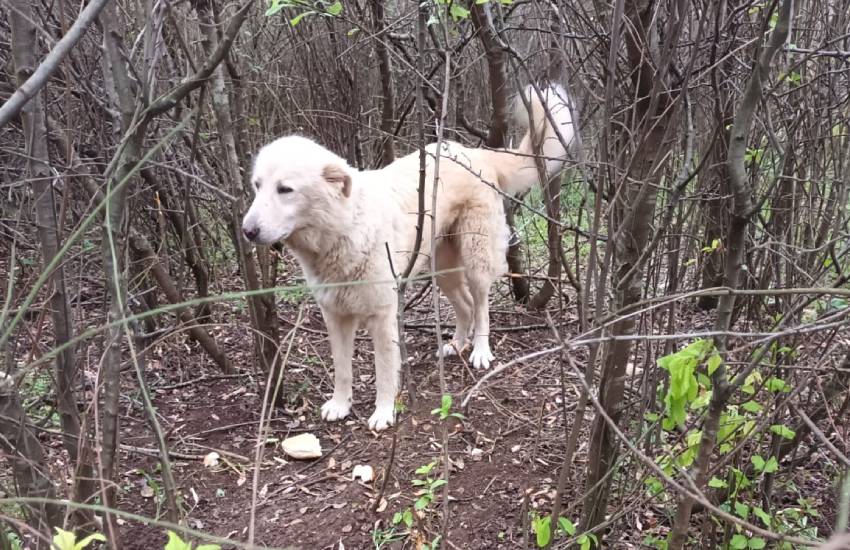Caduta nella trappola dei bracconieri, cagnolona salvata da due passanti alla vigilia di Natale