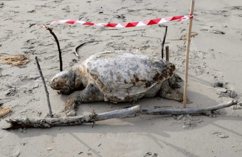 Tartaruga marina dal peso di 200 chili ritrovata morta in spiaggia, l’annuncio nel Salento