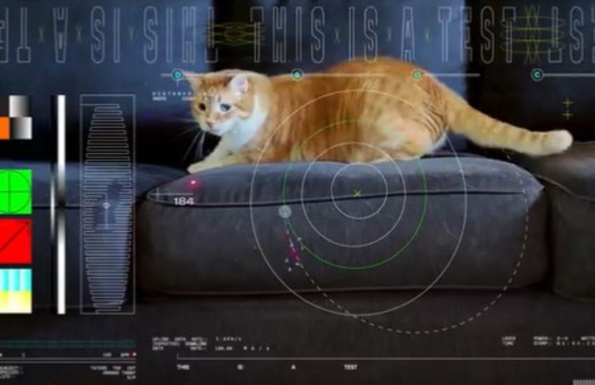 Perché la Nasa ha “spedito” un gattino nello spazio? I motivi di questo singolare esperimento [VIDEO]