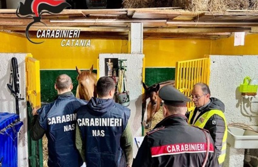 San Cristoforo, Carabinieri sequestrano 4 cavalli ad una nota scuderia: erano tenuti in condizioni incompatibili con la loro natura