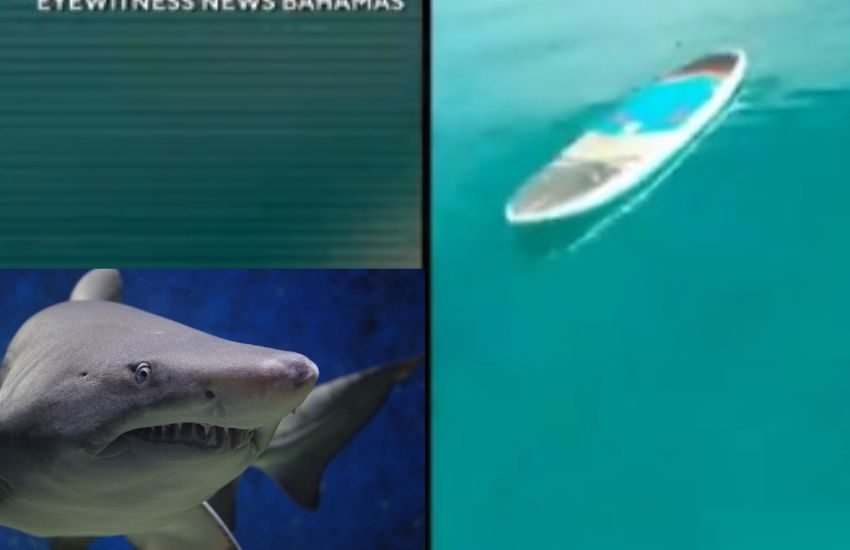 Attaccata e uccisa da uno squalo mentre fa paddle, si era sposata il giorno prima