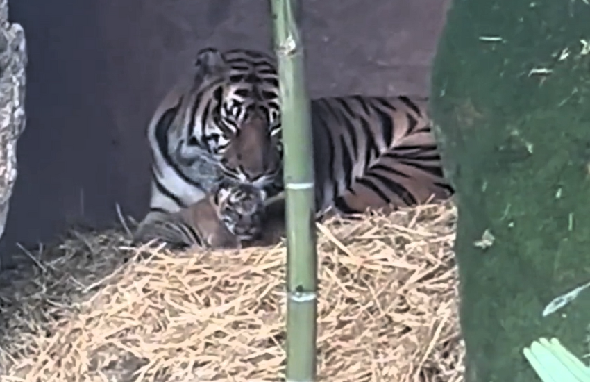Bioparco di Roma: è nata una rarissima cucciola di tigre di Sumatra (VIDEO)