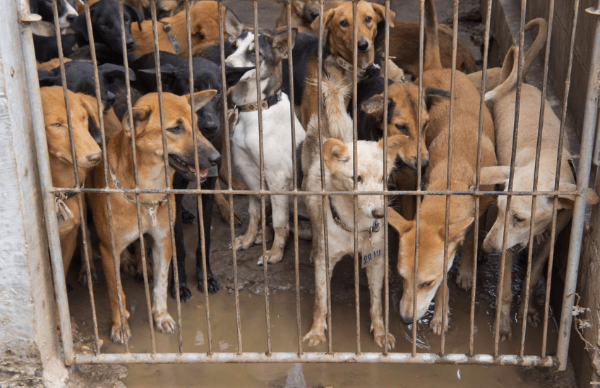Corea del Sud, storica svolta: gli ultimi tre anni con la carne di cane a tavola