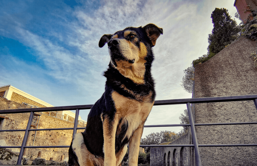 Pompei: addio ad Argo, la mascotte del Parco archeologico (VIDEO)