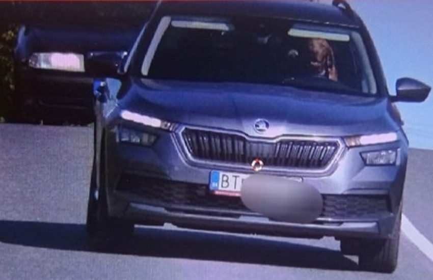 Slovacchia: autovelox immortala un cane alla guida. La versione del conducente non convince la polizia