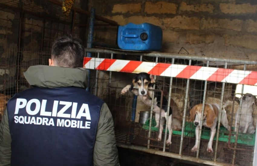 Niscemi, liberati dodici cani in ipotermia e malnutriti per allenarli a caccia