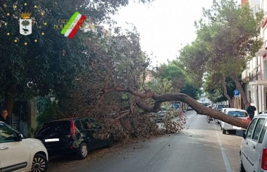 Tragedia sfiorata in città, cade albero su auto parcheggiata in pieno centro