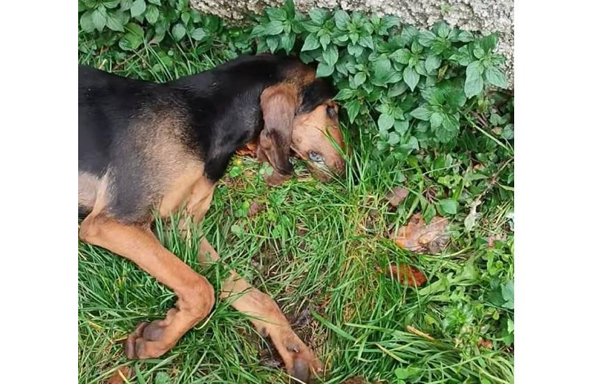 Bocconi avvelenati per i cani: orrore in provincia di Latina