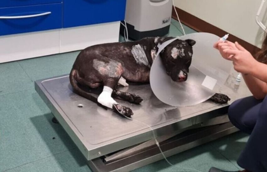 Palermo: Aron è morto, il Pitbull bruciato vivo