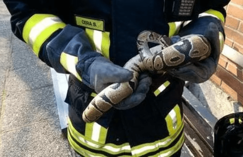 Como: entra in pizzeria con un pitone al collo, non gli danno da bere e torna con una pistola per minacciarli