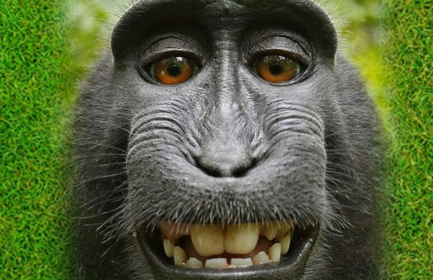 L’umorismo delle scimmie: la scoperta di uno studio sui comportamenti dei primati