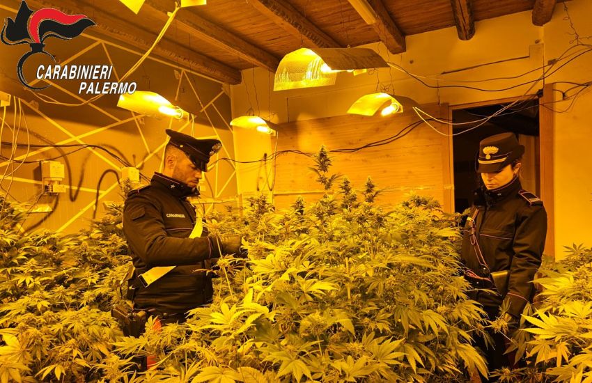 Monreale, scoperta una piantagione di cannabis dai carabinieri, due arresti