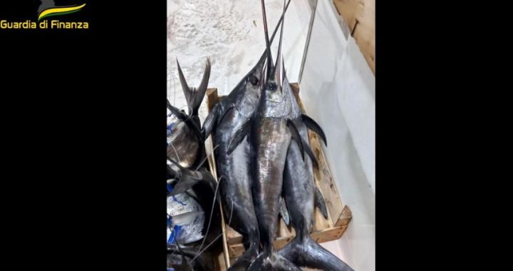 Palermo, sequestrati circa 400kg di prodotti ittici non tracciati