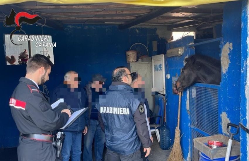 Villaggio Dusmet, caccia alle stalle abusive, sequestrati 2 cavalli e affidati a un maneggio