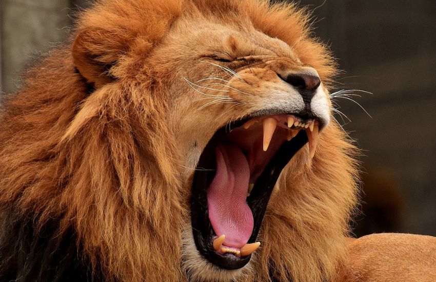Scavalca la gabbia del leone per farsi un selfie estremo, ma la sua “bravata” finisce malissimo