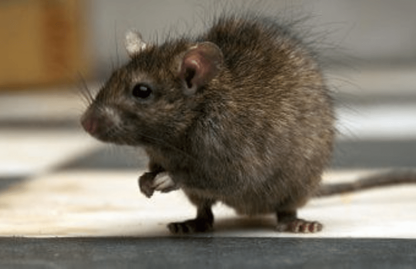 Colonia di ratti infesta sede della polizia e divora la marijuana sequestrata: “Sono strafatti”