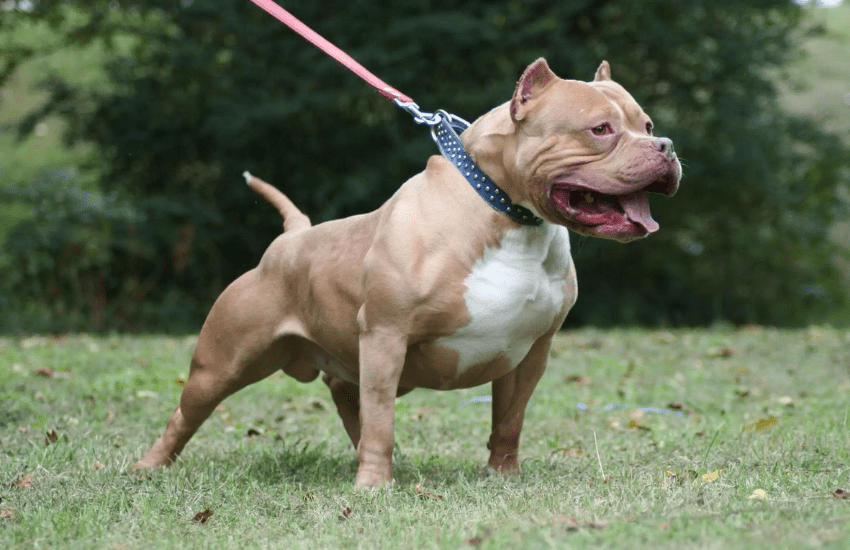 Napoli, tragedia ad Acerra: bimba morta sbranata da pit bull