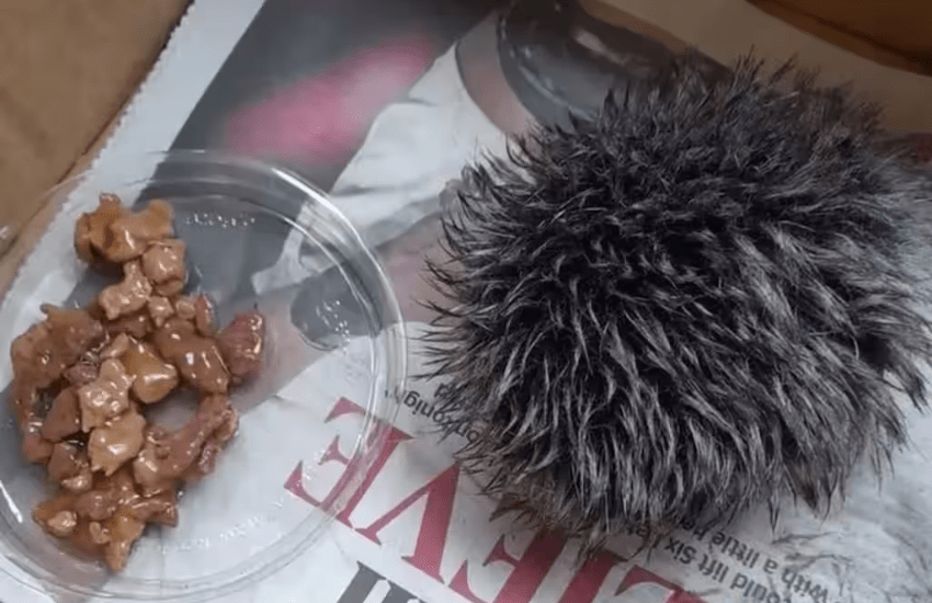 Crede di salvare un cucciolo di riccio: dal veterinario scopre che è un pon pon