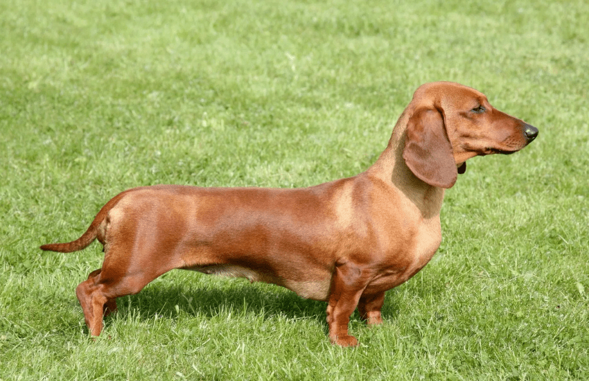 Il bassotto nel mirino: polemiche per la legge che lo vuole vietare