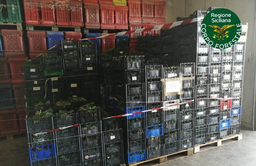 Catania, agroalimentare: in beneficenza 1,5 tonnellate di ortaggi sequestrati al Maas