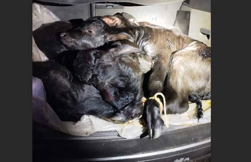 Orrore in provincia di Latina: quattro cuccioli di bufala legati e chiusi nel bagagliaio di un’auto