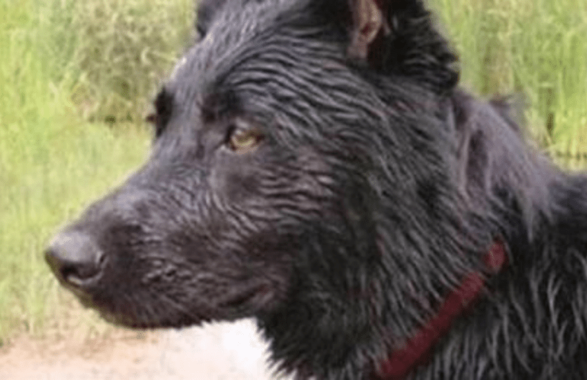 Cane corre per 70km per mordere l’ex padrone che lo aveva abbandonato